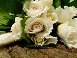 ROSE MARGARET MERRIL 50